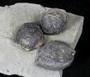 Pseudoatrypa Brachiopods from Windom Shale, NY #20721-2